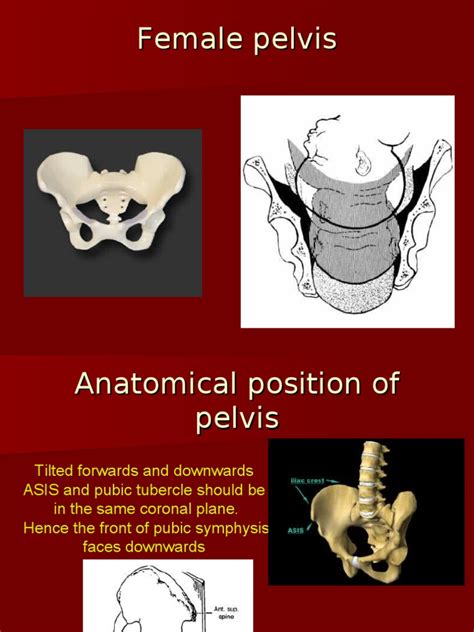 Female Pelvis Pdf Pelvis Musculoskeletal System