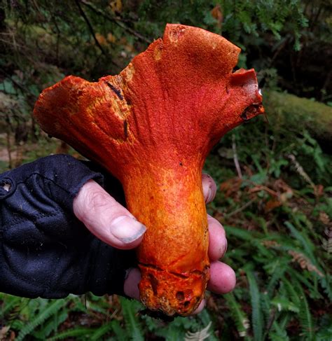Sometimes Lobster Mushrooms Are Such A Brilliant Reddish Orange Color