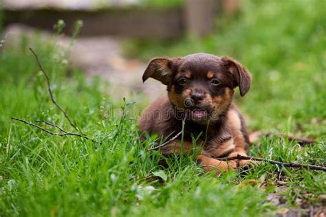 Brown Cute Dog Stock Image Image Of Park Funny Meadow 145789797
