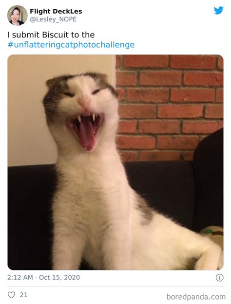 20 Of The Funniest Cat Pics That Owners Uploaded For The Unflattering