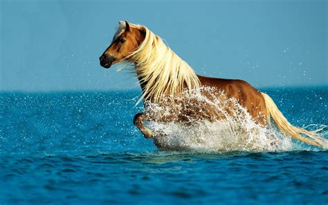 Beautiful Horse Running In Water Wallpaper Faxo Faxo