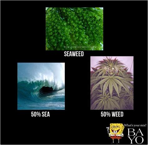 Seaweed 50 Sea And 50 Weed Weed Pun Words Funny Pictures