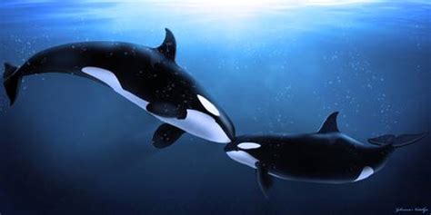 Male orcas weigh an average of 8,000 to 12,000 pounds (females 3,000 to 8,000 pounds). Wissen über Haustiere: Orca