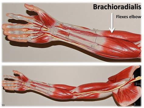 Brachioradialis Muscles Of The Upper Extremity Visual At Flickr My