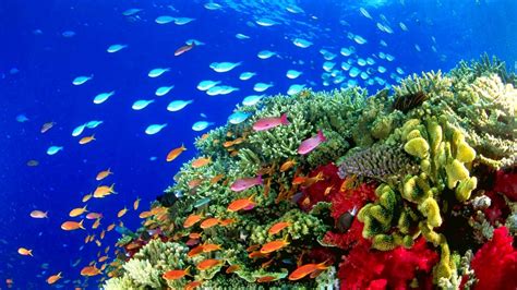 Underwater Ocean Wallpaper Images