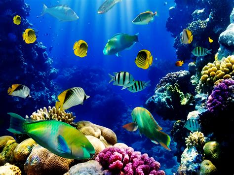 Fish Aquarium Wallpaper Wallpapersafari Epic Car