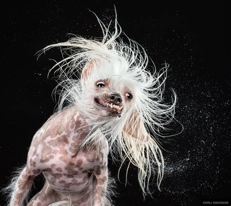 Youve Never Seen Dogs Shake Like This Before Huffpost Impact