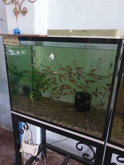 Aqueon Frameless Cube Aquarium Pet Shop Naija