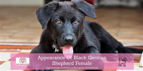 Black German Shepherd Female The Definitive Owners Guide