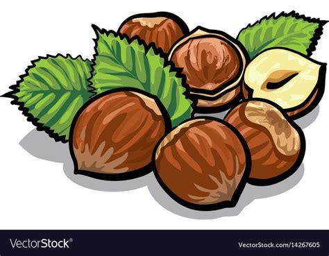 Hazelnuts With Leaves Royalty Free Vector Image Hazelnut Vector Food
