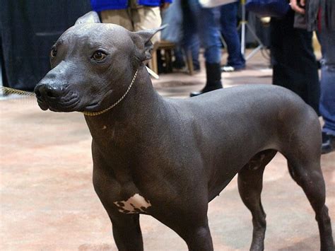 Get To Know The Hairless Peruvian Dog Perus National Pet How To Peru