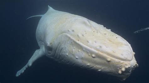 Incredibly White Whale Spotted Off The Coast Of Australia The Rare