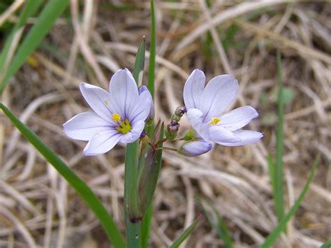 Polish your personal project or design with these spring flower transparent. Blue Jay Barrens: Some Prairie Flowers