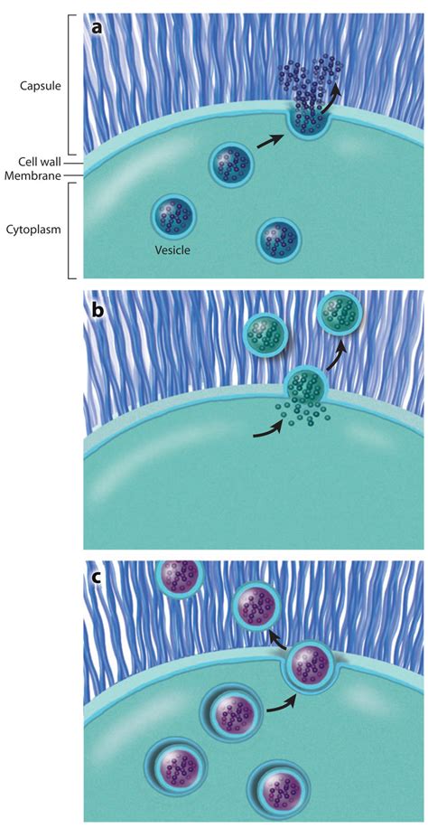 Models Of Cryptococcus Neoformans Vesicular Traffic A Vesicles