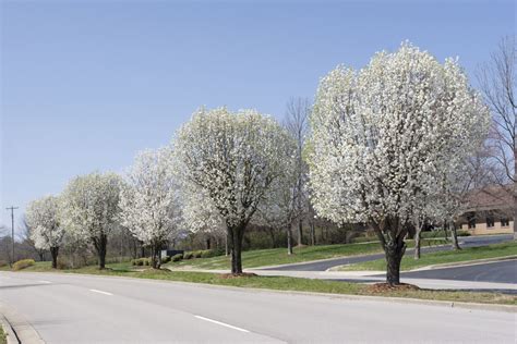 Bradford Pear Tree Poses An Ecological Threat In The