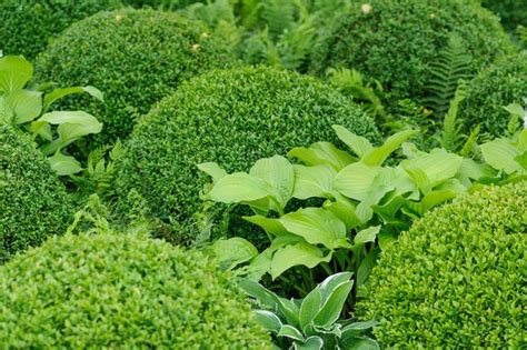 Five Evergreen Plants For Shade Bbc Gardeners World Magazine