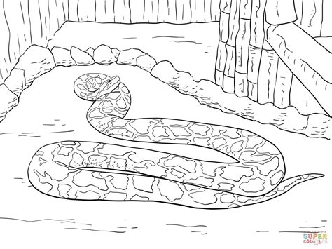 Ball Python Snake Coloring Pages For Adults Reptile Ball Python