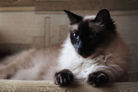 The Cheerful Balinese Cat Critter Culture