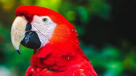 Download Wallpaper 1920x1080 Parrot Macaw Bird Beak Red Color Full Hd Hdtv Fhd 1080p Hd