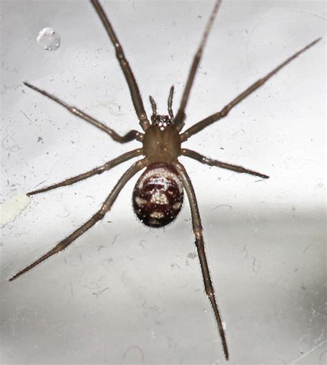 Cobweb Spider Steatoda Grossa Bugguidenet