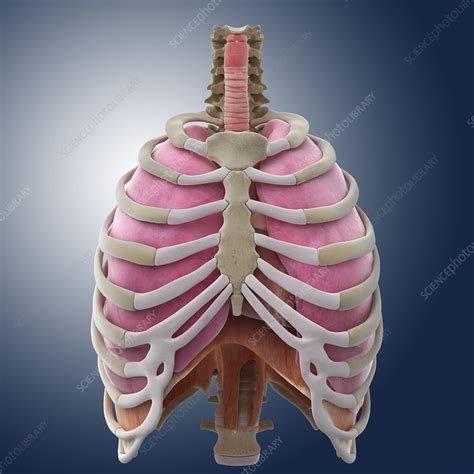 Chest Anatomy Artwork Stock Image C0131514 Science Photo Library