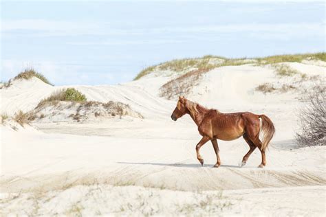 Outer Banks North Carolina Wild Horses