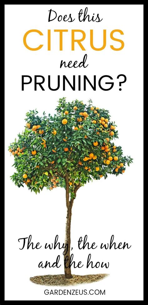Prune Young Citrus Trees For Structure And Form Prune Mature Citrus
