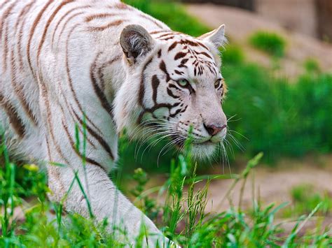 White Tiger Hd Wallpaper Background Image 2048x1536 Id326114
