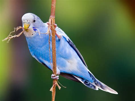 Budgies Are Awesome Budgies Are Popular In The Us