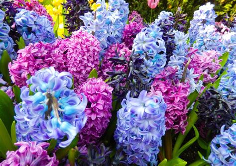Multicolored Hyacinth Blooming Stock Photo Image Of Beautiful