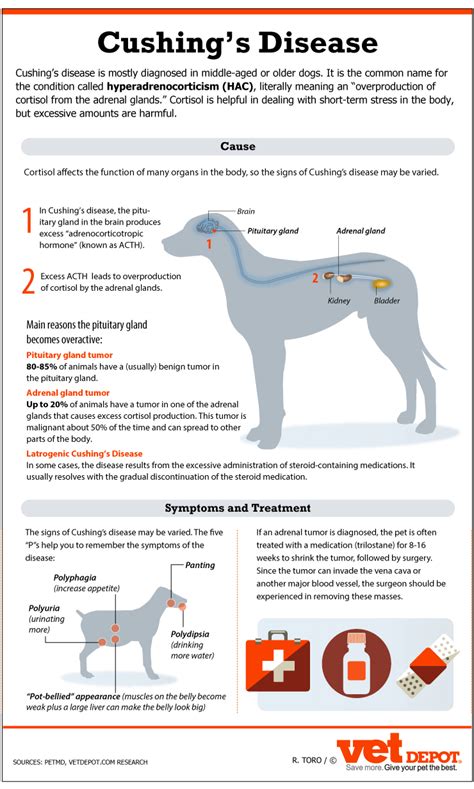 An In Depth Look At Cushings Disease In Dogs