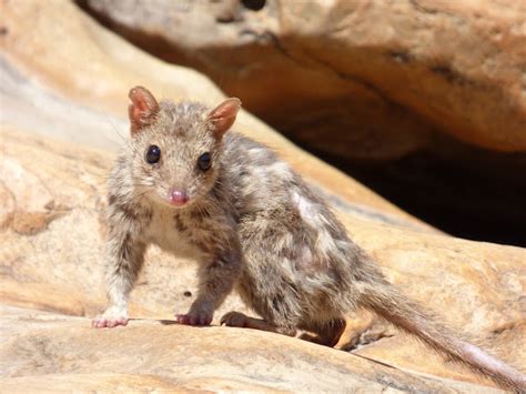 Northern Quoll Project Noah