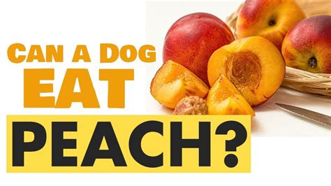 Carrots asparagus celery blueberries peaches strawberries apples mango. Can a Dog Eat Peach - YouTube