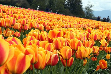 Tulips Galore And More At The Skagit Valley Tulip Festival In Skagit