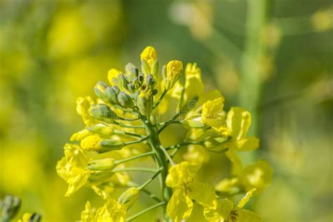 Broccoli Flower Blooming In The Garden Green Leaves Canola Vegetable