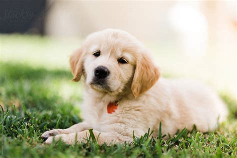 Golden Retriever Puppy Laying On Grass Del Colaborador De Stocksy