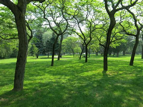 Toronto Islands Greenery Greenery At The Toronto Islands Flickr