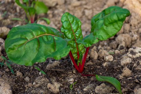 Acelga Cómo cultivar esta hortaliza en tu huerto en casa