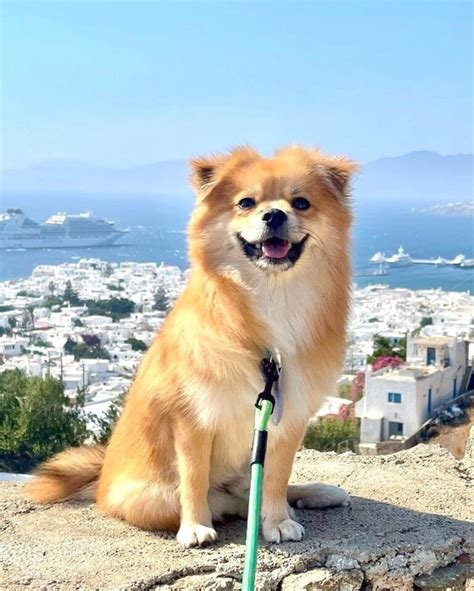 Pomeranian Mixes 45 Adorable Crossbreeds With Pictures
