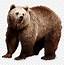 Download Brown Bear Png Images Background  With No