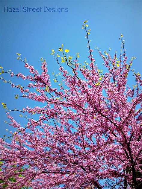 Choosing trees and red dogwood deciduous trees plants live tree pink dogwood tree tree seeds live plants spring blooming trees dogwood trees. Living in My Pajamas: Pink Spring Trees