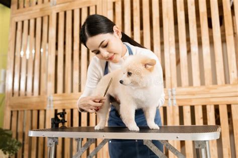 Female Professional Groomer Trimming Haircut Dog At Pet Spa Grooming