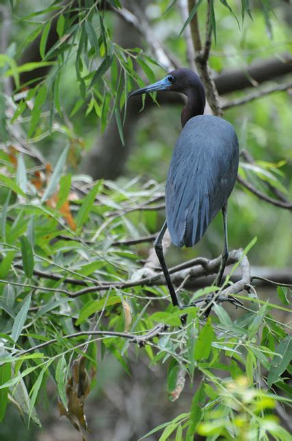 Audubon South Carolina Wading Bird Rookeries