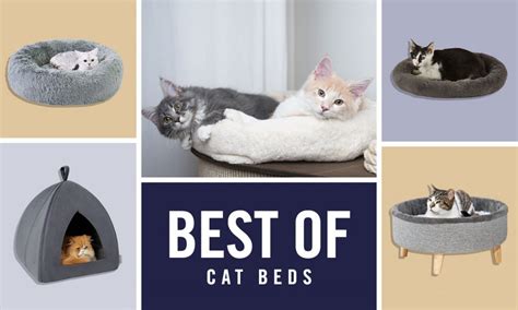 The Best Cat Beds According To Chewy Cat Parents Bechewy