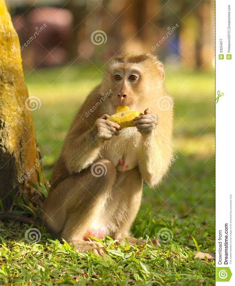 Cute Monkey Royalty Free Stock Photography Image 33054017
