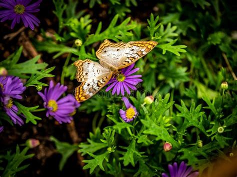 Large Colorful Butterfly On A Purple Flower With Green Leaves In