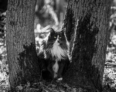 Pure Breed Norwegian Forest Cat Hunting In Wilderness Stock Photo