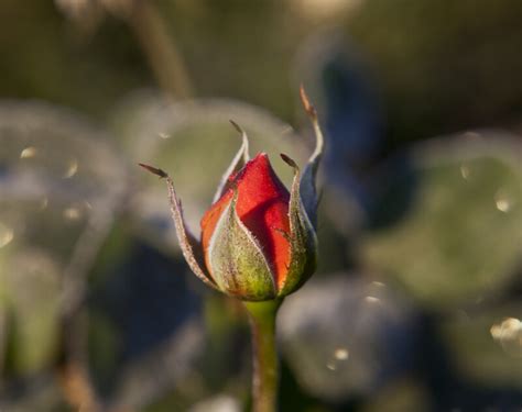 Closed Rose Flower Bud In Monroeville Pa Clippix Etc Educational