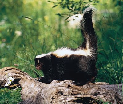 Some skunks are striped, and some are spotted or skunks are typically around the size of house cats. Skunk in Russia? Where? - Windows to Russia