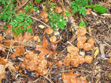 Wavy Caps Mushroom Hunting And Identification